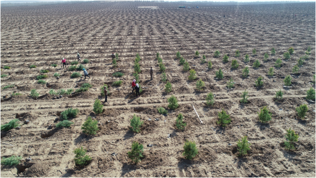 2020: APFNet restores and rehabilitates 230 ha in Horqin Sandy Land