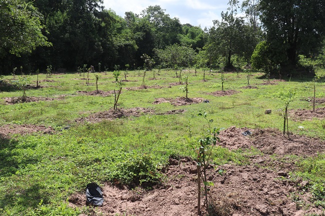 41.Reconstruction and sustainable management of degraded forest based on the combination of inter-planting nitrogen fixation rare tree species and thinning