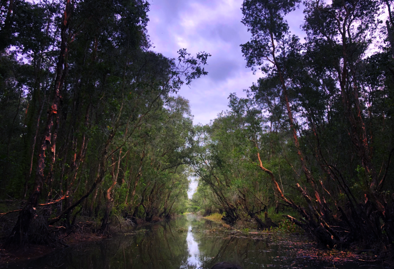 大湄公河次区域森林生态系统综合管理规划和示范项目（越南项目点）