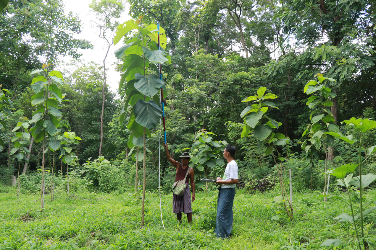 <b>Nurseries provide seedlings for national reforestation program, parts of arboretum established in Myanmar: successful completion of another project year</b>