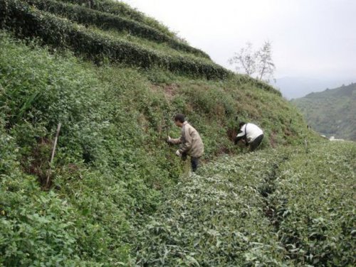 Demonstration of Sustainable Upland Agroforestry Systems in Chinese Taipei 