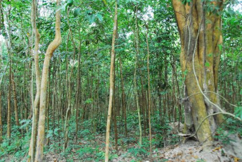  Multi-Functional Forest Restoration and Management of Degraded Forest in Cambodia 