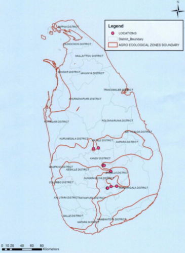 33.Enrichment of pine plantations with native species in Sri Lanka