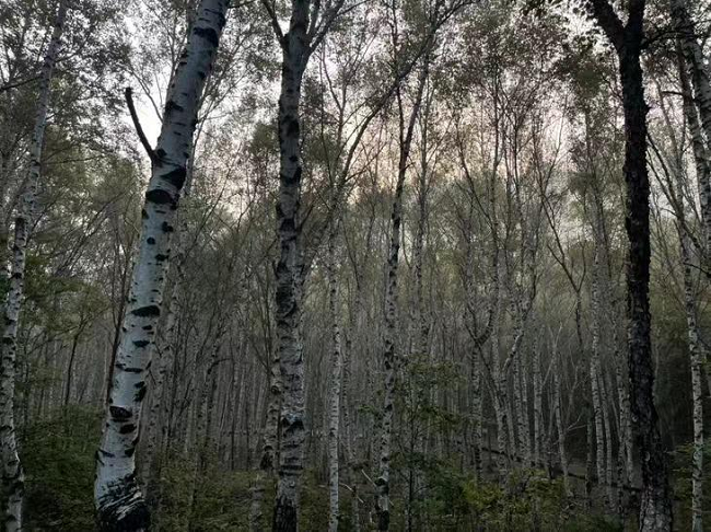 Forest Inventory for Ecosystem Carbon Estimation at Forest Management Unit Level: A Case Study at Wangyedian Forest Farm