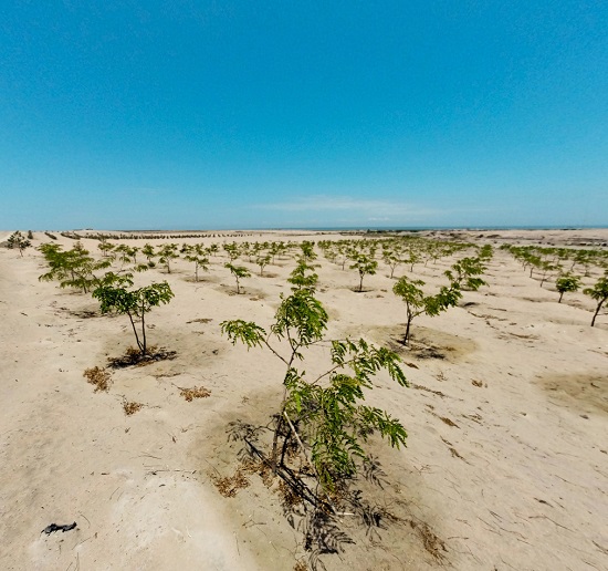 Rehabilitation of Arid Ecosystems and Barren Lands through Agroforestry Systems on the Southern Coast of Peru